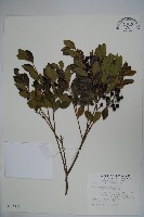 藏品(倒卵葉冬青、金平氏冬青)的圖片