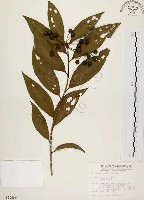 藏品(黑星紫金牛)的圖片