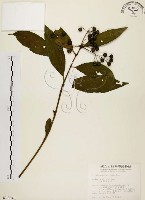 藏品(黑星紫金牛)的圖片