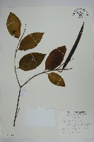 藏品(雷君木)的圖片