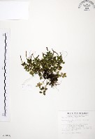 藏品(小椒草)的圖片