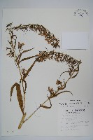 藏品(大本山梗菜)的圖片