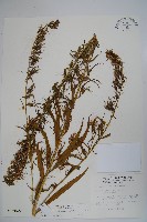 藏品(大本山梗菜)的圖片