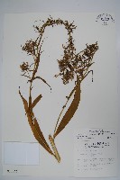 藏品(大本山梗菜)的圖片