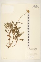 藏品(玉山黃菀)的圖片