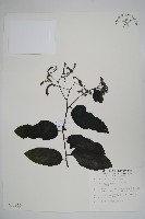藏品(冷飯藤)的圖片
