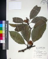 藏品(山枇杷、臺灣枇杷)的圖片