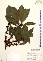 藏品(五掌楠)的圖片