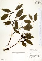 藏品(瓊楠)的圖片