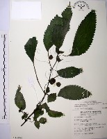 藏品(長梗盤花麻)的圖片