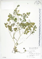 藏品(臺灣黃菫)的圖片