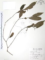 藏品(風藤)的圖片