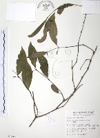 藏品(風藤)的圖片