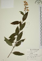 藏品(大葉溲疏)的圖片