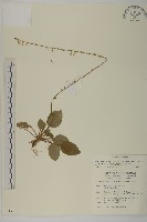 藏品(臺灣鬼督郵)的圖片