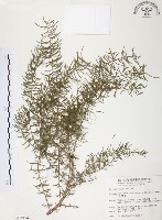 藏品(天門冬)的圖片