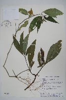 藏品(長花九頭獅子草、山藍)的圖片