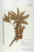 藏品(猴歡喜)的圖片