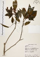 藏品(黃杞)的圖片