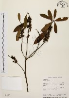 藏品(大明橘)的圖片