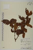 藏品(草珊瑚、紅果金粟蘭)的圖片