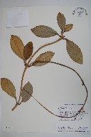 藏品(毬蘭)的圖片