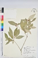 藏品(裡白巴豆)的圖片