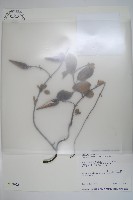 藏品(羊角藤、武靴藤)的圖片