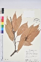 藏品(短尾柯、油葉杜、嶺南柯)的圖片