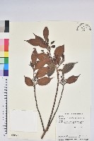 藏品(珍珠花、長尾葉越橘)的圖片