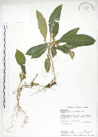 藏品(同蕊草、異色線柱苣苔)的圖片