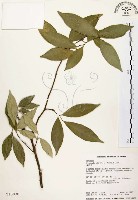 藏品(石苓舅)的圖片