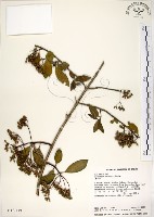 藏品(華八仙)的圖片