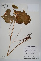 藏品(水鴨腳)的圖片