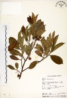 藏品(台灣楊桐)的圖片