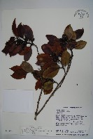 藏品(松田氏冬青)的圖片