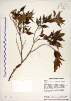 藏品(十子木、加入舅)的圖片