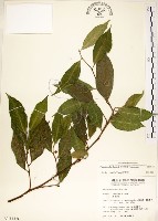 藏品(菲律賓榕)的圖片