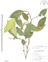 藏品(白肉榕、島榕)的圖片