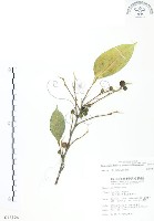 藏品(白肉榕)的圖片