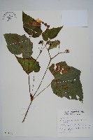 藏品(水鴨腳)的圖片