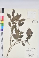 藏品(刺杜密)的圖片