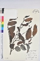 藏品(錫蘭饅頭果，香港饅頭果，大葉饅頭果，香港算盤子)的圖片