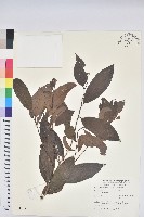 藏品(刺杜密)的圖片