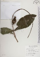 藏品(水茄苳、穗花棋盤腳樹)的圖片