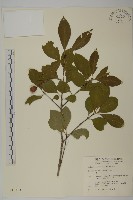 藏品(厚葉衛矛, 源一木)的圖片