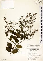 藏品(九芎)的圖片
