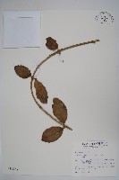 藏品(毬蘭)的圖片