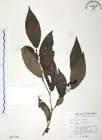 藏品(風藤)的圖片