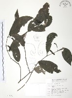 藏品(風藤)的圖片